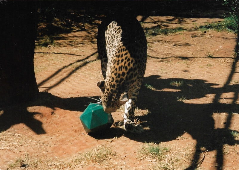 Zoo Animal Enrichment Ball Small